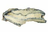 Mammoth Molar Slice With Case - South Carolina #335167-1